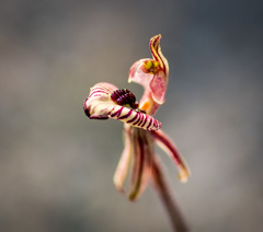 Caladenia pachychila