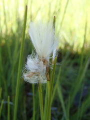 Eriophorum gracile