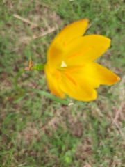 Zephyranthes tubispatha