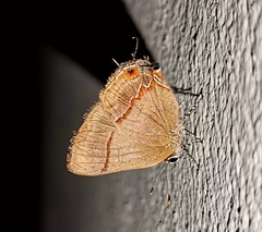 Lamprospilus collucia