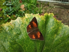 Curetis acuta paracuta