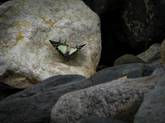 Polyura eudamippus