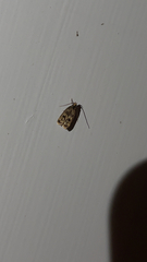 Martyringa latipennis