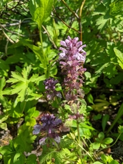 Pedicularis verticillata