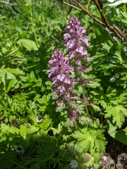 Pedicularis verticillata