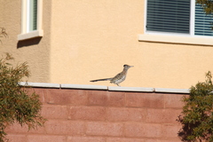 Geococcyx californianus