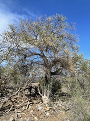 Forchhammeria watsonii