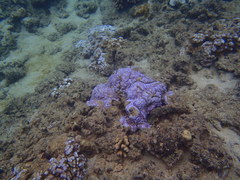Montipora flabellata
