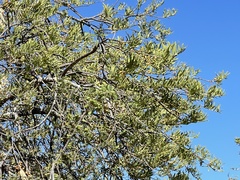 Forchhammeria watsonii