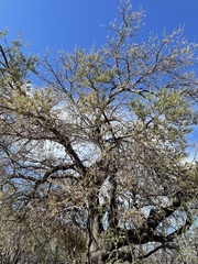 Forchhammeria watsonii