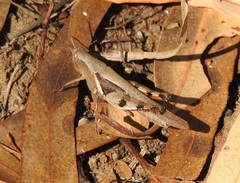 Stenocatantops angustifrons