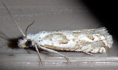 Pelochrista serpentana