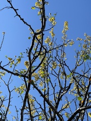 Haematoxylum brasiletto