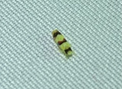 Erythroneura integra