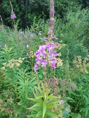 Chamaenerion angustifolium