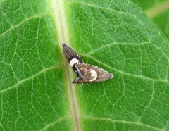 Grapholita fana