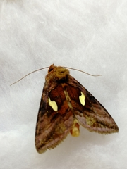 Autographa excelsa