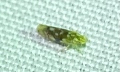 Erythroneura reflecta