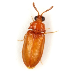 Brachypsectra fulva