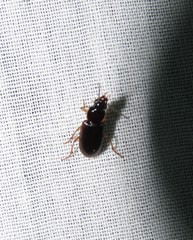 Stenolophus ochropezus