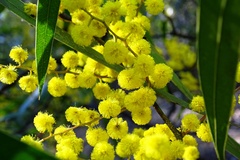 Acacia macradenia