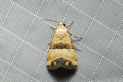 Pseudozarba bipartita