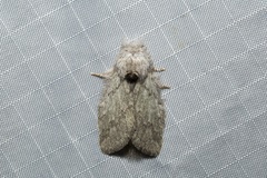 Desmeocraera interpellatrix