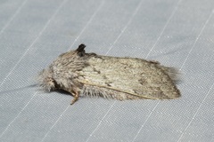 Desmeocraera interpellatrix