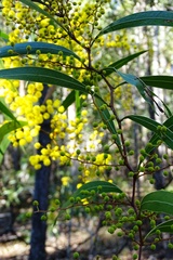 Acacia macradenia