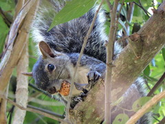 Sciurus colliaei