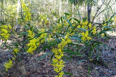 Acacia macradenia