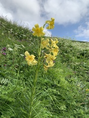 Lilium monadelphum