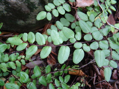 Pellaea pteroides