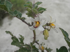 Solanum grayi