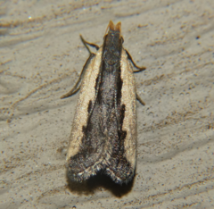 Dichomeris serrativittella