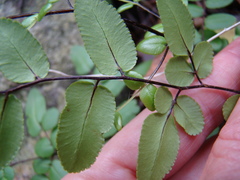 Pellaea pteroides