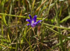 Brodiaea elegans elegans