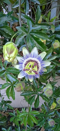 Passiflora caerulea image