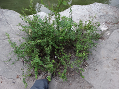 Phyllanthopsis phyllanthoides