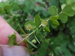 Phyllanthopsis phyllanthoides