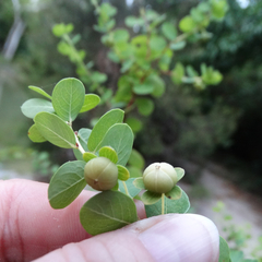 Phyllanthopsis phyllanthoides