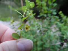 Phyllanthopsis phyllanthoides