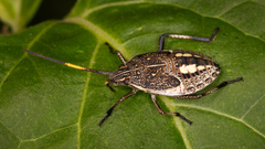 Poecilometis strigatus