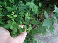 Phyllanthopsis phyllanthoides