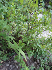 Phyllanthopsis phyllanthoides