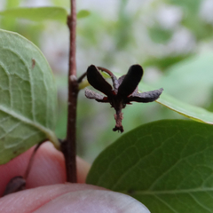 Phyllanthopsis phyllanthoides