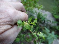 Phyllanthopsis phyllanthoides