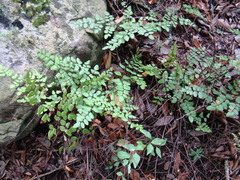 Pellaea pteroides