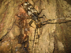 Trirachys orientalis