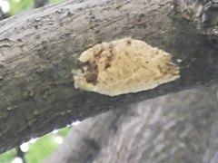 Lymantria dispar dispar